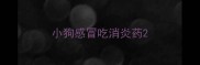 小狗感冒吃消炎药