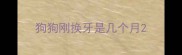 狗狗刚换牙是几个月