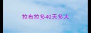 拉布拉多40天多大