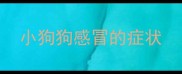 小狗狗感冒的症状