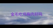 金毛吃鸡胸肉好吗