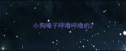 小狗嗓子呼噜呼噜的