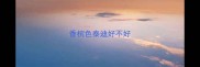 香槟色泰迪好不好