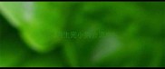 小狗生完小狗会流血