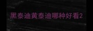 黑泰迪黄泰迪哪种好看