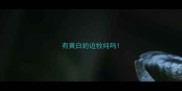 有黄白的边牧纯吗