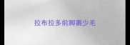 拉布拉多前脚裹少毛