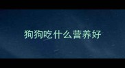 狗狗吃什么营养好
