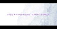 拉布拉多犬寿命与养护全指南科学延长10年健康生命