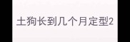 土狗长到几个月定型