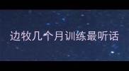 边牧几个月训练最听话