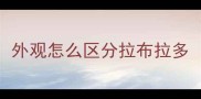外观怎么区分拉布拉多