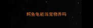 鳄鱼龟能当宠物养吗