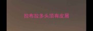 拉布拉多头顶有皮屑