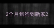 2个月狗狗到新家