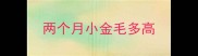 两个月小金毛多高