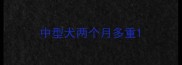 中型犬两个月多重