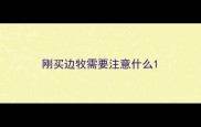 刚买边牧需要注意什么