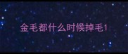 金毛都什么时候掉毛