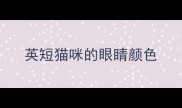 英短猫咪的眼睛颜色