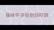 猫咪怀孕受到惊吓跳