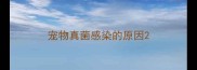 宠物真菌感染的原因