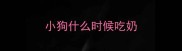 小狗什么时候吃奶