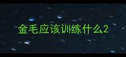 金毛应该训练什么