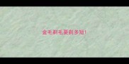 金毛剃毛要剃多短