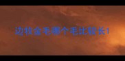 边牧金毛哪个毛比较长