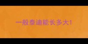 一般泰迪能长多大