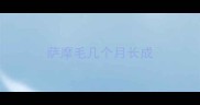 萨摩毛几个月长成