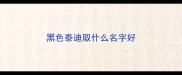 黑色泰迪取什么名字好