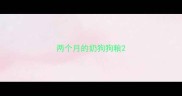两个月的奶狗狗粮