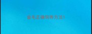 金毛正确饲养方法