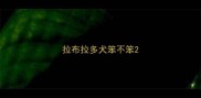 拉布拉多犬笨不笨
