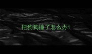 把狗狗撞了怎么办