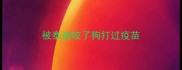 被泰迪咬了狗打过疫苗