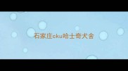 石家庄cku哈士奇犬舍