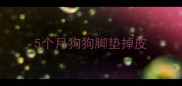 5个月狗狗脚垫掉皮
