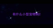 有什么小型宠物狗