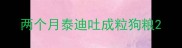 两个月泰迪吐成粒狗粮