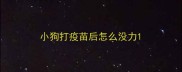 小狗打疫苗后怎么没力