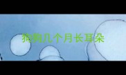 狗狗几个月长耳朵