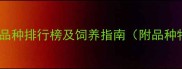 中国最受欢迎猫咪品种排行榜及饲养指南附品种特征与养护攻略