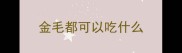 金毛都可以吃什么