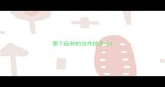 哪个品种的拉布拉多小