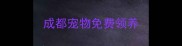成都宠物免费领养