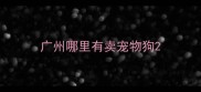 广州哪里有卖宠物狗