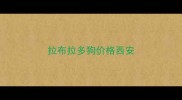 拉布拉多狗价格西安